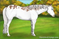Horse Color:Silver Bay Splash Appaloosa Rabicano