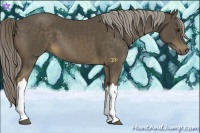Horse Color:Chocolate Palomino 