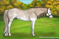 Horse Color:White Spotted Liver Chestnut Pearl Sabino Splash 