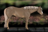 Horse Color:Chocolate Palomino 