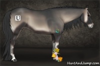 Horse Color:Blue Onyx 