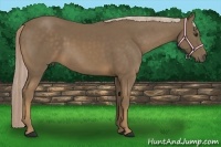 Horse Color:Chocolate Palomino 
