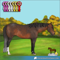 Horse Color:Brown 