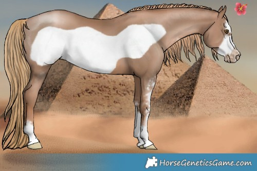 Horse Color:Liver Chestnut Pearl Sabino Frame 