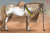 Horse Color:Liver Chestnut Pearl Sabino Frame 