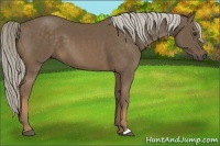 Horse Color:Chocolate Palomino 