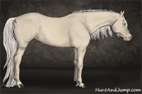 Horse Color:Cremello 
