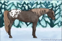 Horse Color:Liver Chestnut Appaloosa