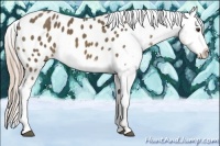 Horse Color:Chocolate Palomino Appaloosa 