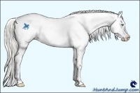 Horse Color:Cremello Appaloosa 