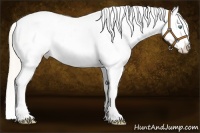 Horse Color:Cremello Blanket