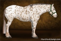 Horse Color:Red Dun Splash Appaloosa 