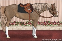 Horse Color:Chocolate Palomino 