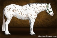 Horse Color:Bay Dun Splash Appaloosa