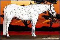 Horse Color:Chocolate Palomino Appaloosa