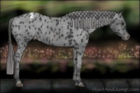 Horse Color:Black Appaloosa  Brindle