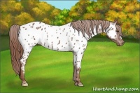 Horse Color:Chestnut Near Leopard 