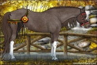 Horse Color:Liver Chestnut Appaloosa