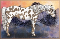 Horse Color:Chocolate Palomino Appaloosa 