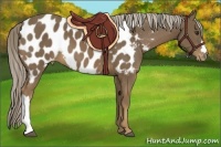 Horse Color:Chocolate Palomino Appaloosa