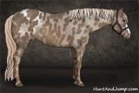 Horse Color:Chocolate Palomino Varnish 