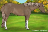 Horse Color:Chocolate Palomino 