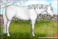 Horse Color:Silver Black Appaloosa 