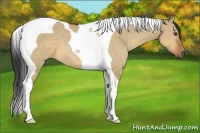 Horse Color:Bay Dun Tobiano 