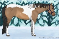 Horse Color:Bay Dun Tobiano