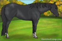 Horse Color:Black and Black