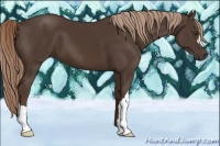 Horse Color:Liver Chestnut 