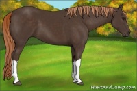 Horse Color:Liver Chestnut 