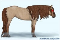 Horse Color:Red Dun Roan 
