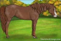 Horse Color:Chestnut Splash 
