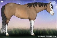 Horse Color:Bay Dun Sabino Splash Rabicano