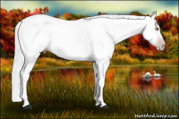 Horse Color:Gray Amber Champagne Rabicano