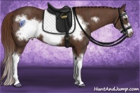 Horse Color:Liver Chestnut Splash Frame  Brindle