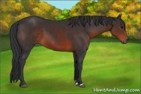 Horse Color:Brown Sabino