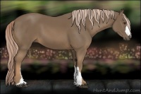 Horse Color:Chocolate Palomino 