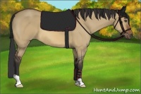 Horse Color:Bay Dun Frame 