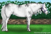 Horse Color:White Spotted Silver Blue Onyx Chinchilla 