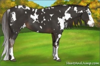 Horse Color:White Spotted Liver Chestnut Splash 