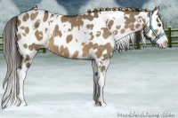 Horse Color:White Spotted Liver Red Dun Splash Appaloosa 