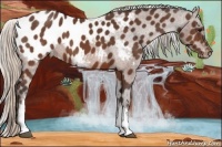 Horse Color:White Spotted Silver Brown Appaloosa 