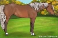 Horse Color:Silver Bay 