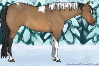 Horse Color:Bay Dun Sabino Tobiano 