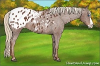 Horse Color:Chestnut Splash Appaloosa 