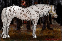 Horse Color:Silver Brown Appaloosa Rabicano