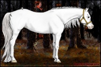 Horse Color:Silver Bay Appaloosa 