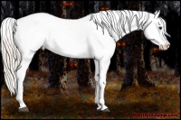 Horse Color:Silver Bay Appaloosa 